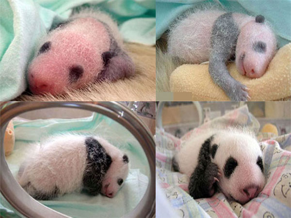 baby panda baby panda