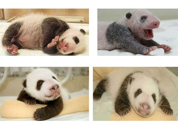 baby panda baby panda