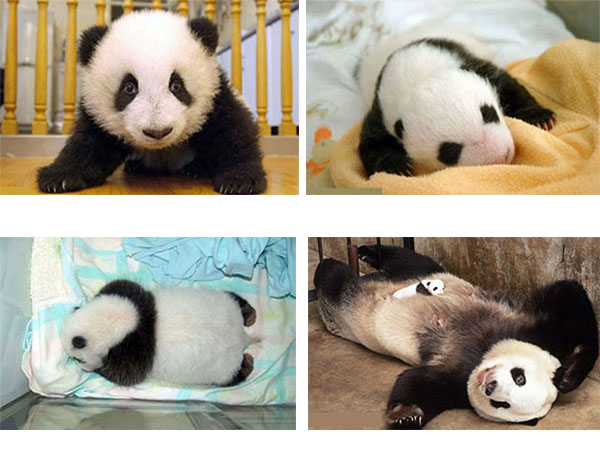 baby panda baby panda