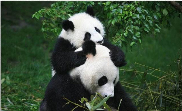 baby panda baby panda