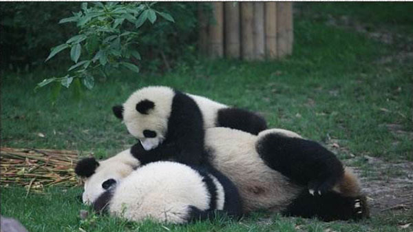 baby panda and mother baby panda and mother