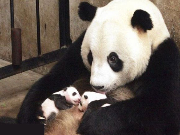 mother panda and baby mother panda and baby