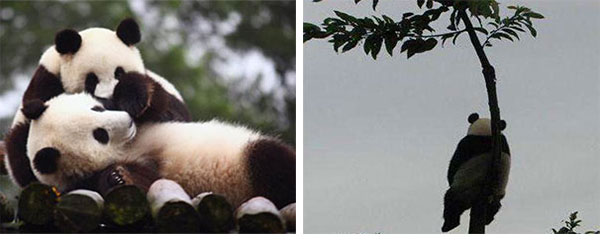 panda grow up panda grow up