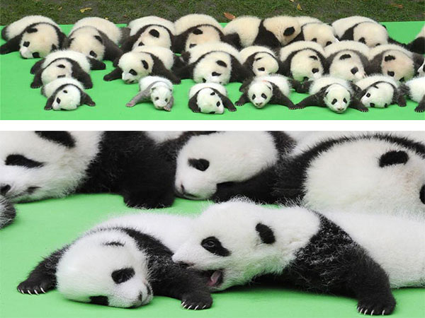 baby pandas baby pandas