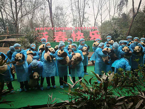 baby pandas baby pandas