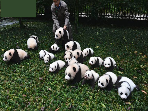 baby pandas baby pandas