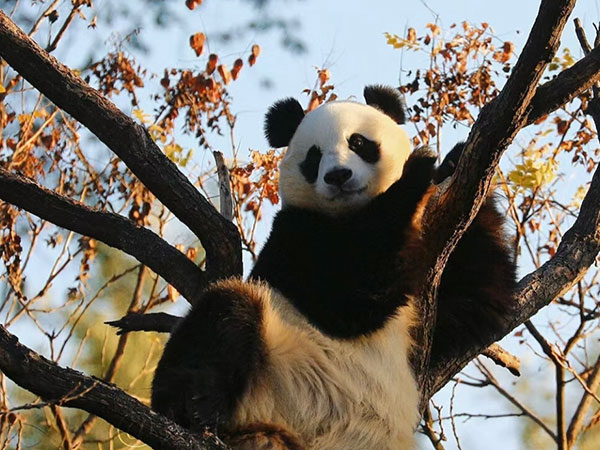 Bai Tian