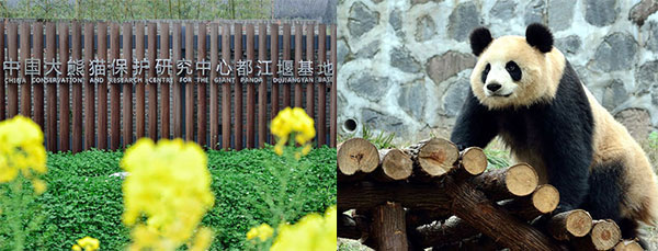 dujiangyan panda base dujiangyan panda base