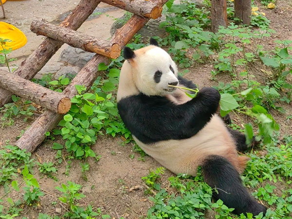 giant panda in Beijing Zoo