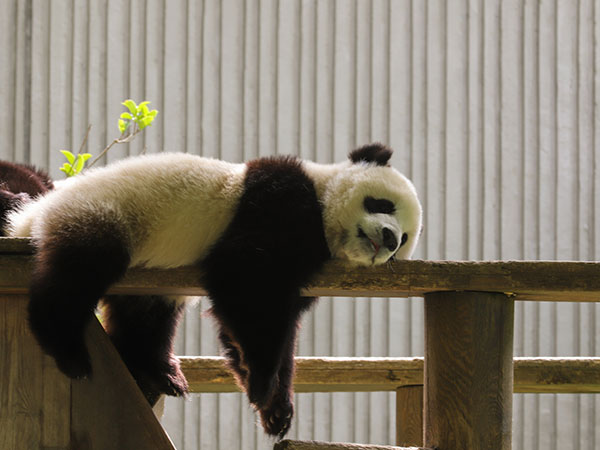 Giant Panda in China