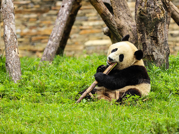 Giant Panda in China