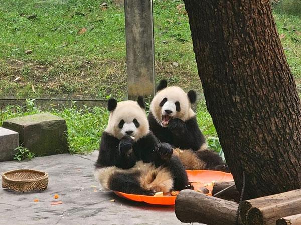 Panda Yu Ke and Yu Ai