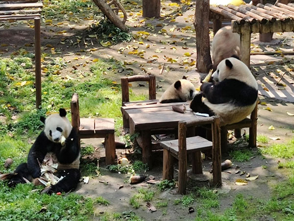 giant panda in Chongqing Zoo