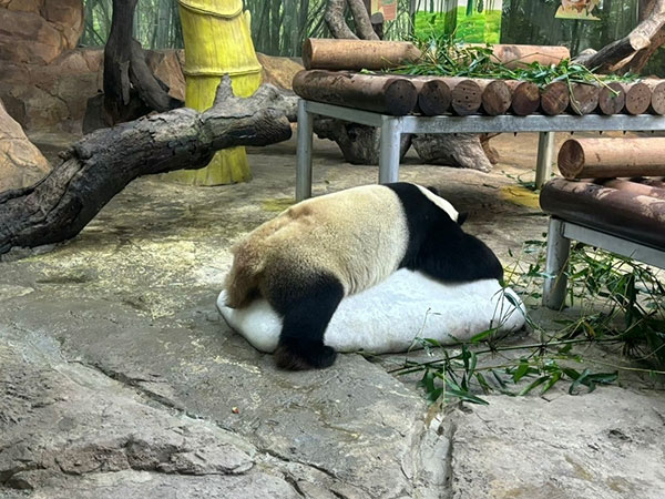 giant panda at Guangzhou Chimelong Safari Park