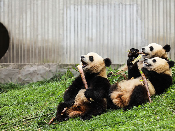 Giant Panda in China