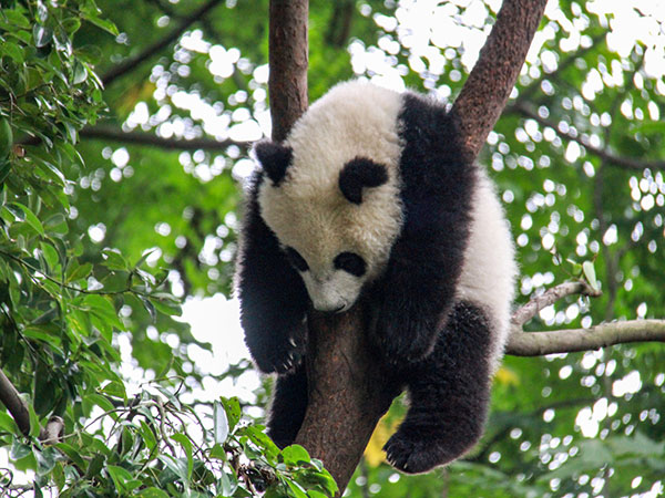 Giant Panda in China