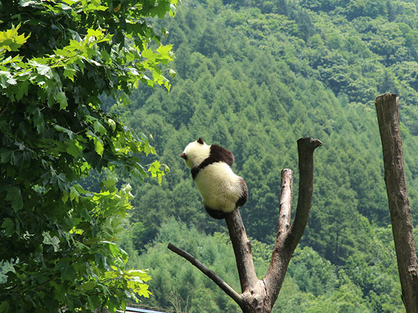 Giant Panda in China