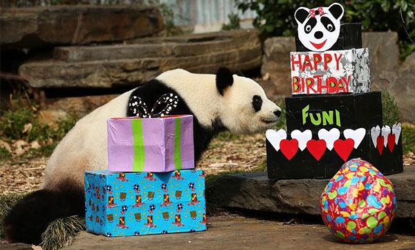 panda in australia panda in australia