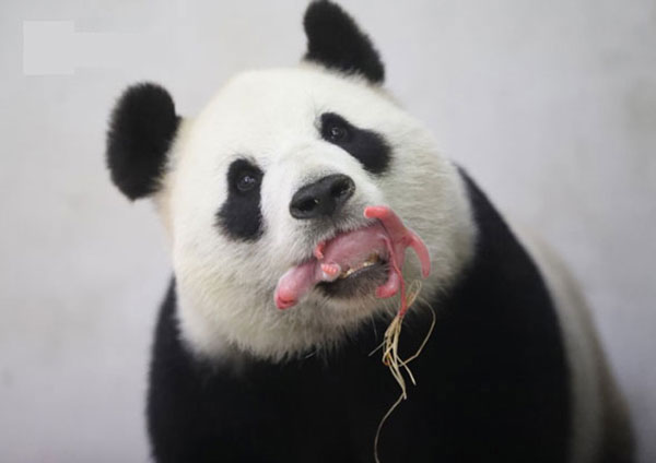panda in belgium panda in belgium