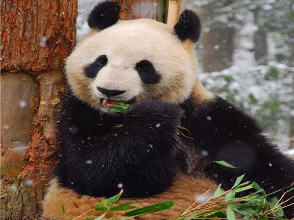panda zoo japan