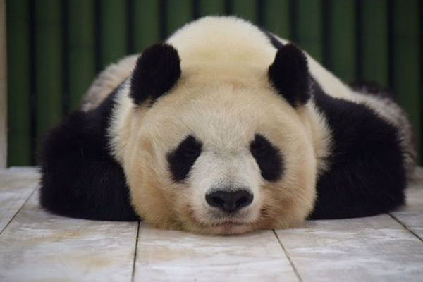 panda zoo in japan