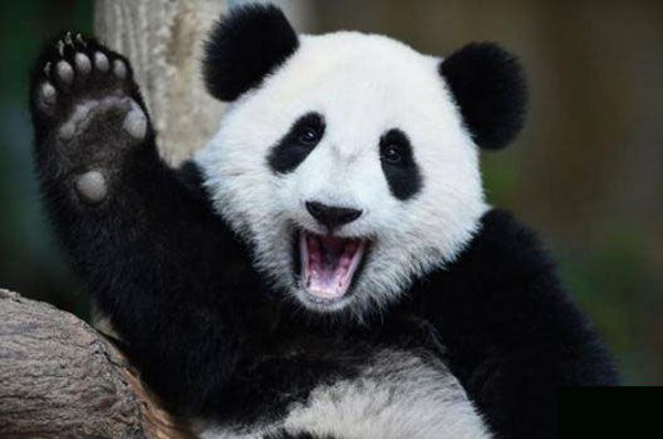 panda zoo in malaysia