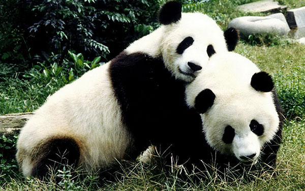 panda in the uk panda in the uk