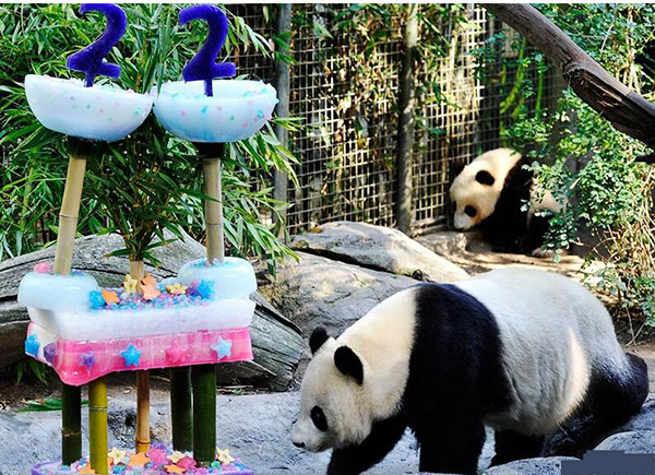 panda in the usa