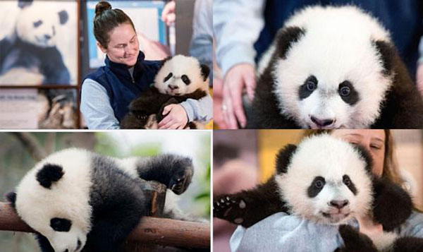 panda in usa