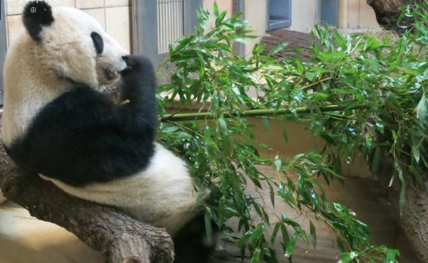 panda in vienna panda in vienna