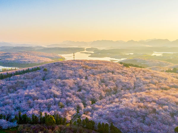 Pingba Cherry Garden