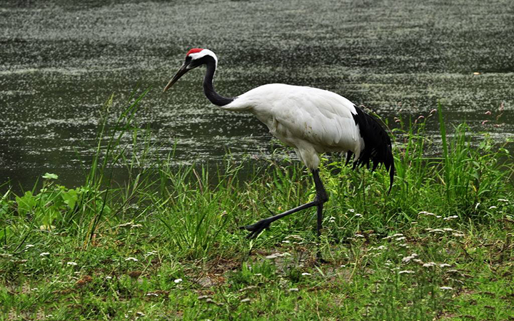 red-crowned crane