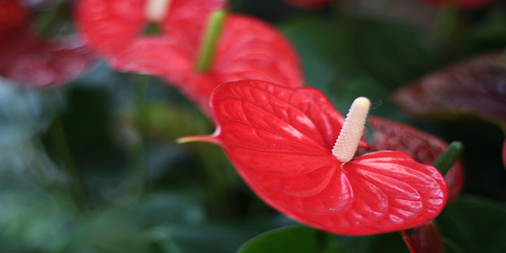 Lucky plants and flowers for Chinese New Year