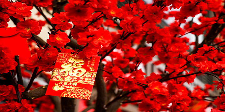 Lucky plants and flowers for Chinese New Year