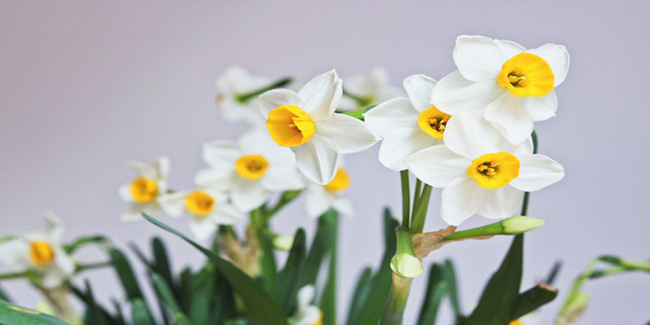 Lucky plants and flowers for Chinese New Year