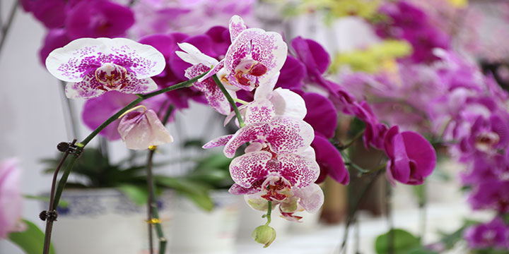 Lucky plants and flowers for Chinese New Year