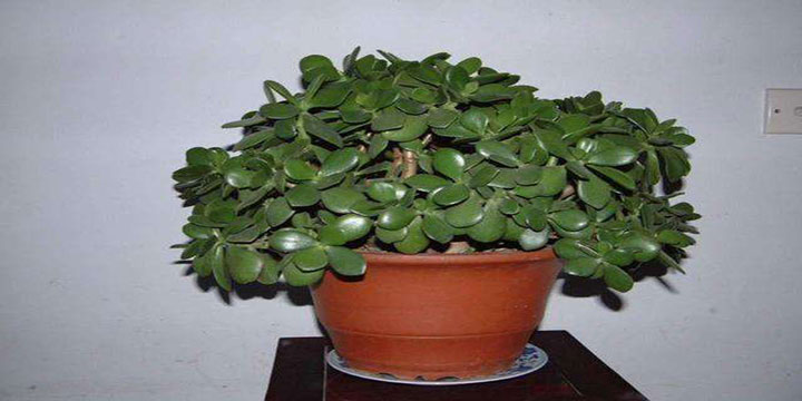 Lucky plants and flowers for Chinese New Year