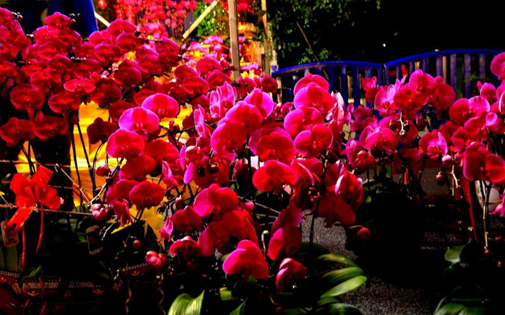 guangzhou chinese new year flowere fairs