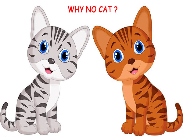 cat cat