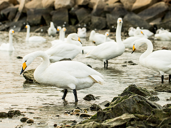 Photography Tour to Yandunjiao for Migratory Whooper Swan