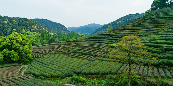 meijiawu tea culture village