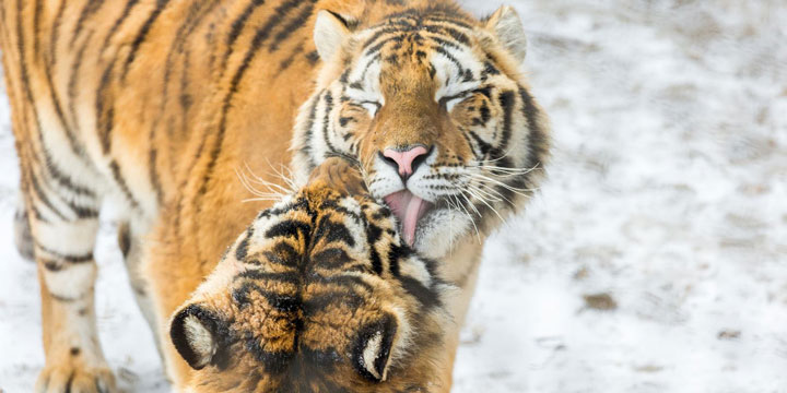 Siberia Tiger Park