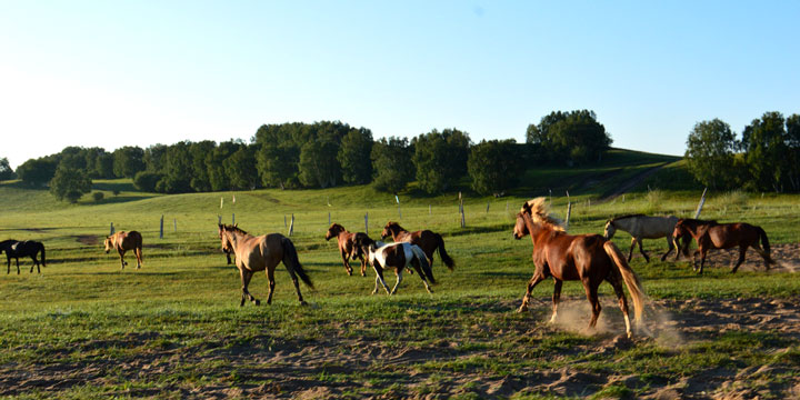 Xilingol Grassland