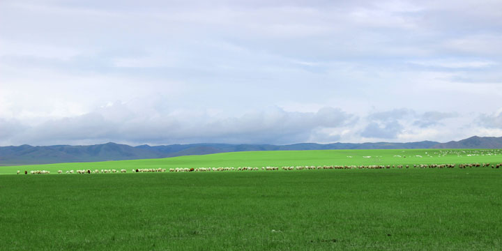 Grassland View in Inner Mongolia