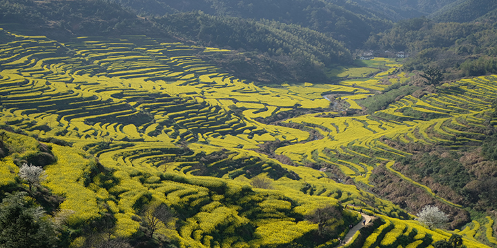 Photography Tips for Rape Flowers in Wuyuan