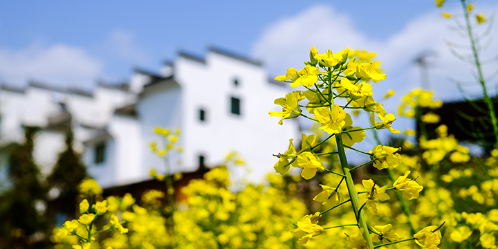 Photography Tips for Rape Flowers in Wuyuan