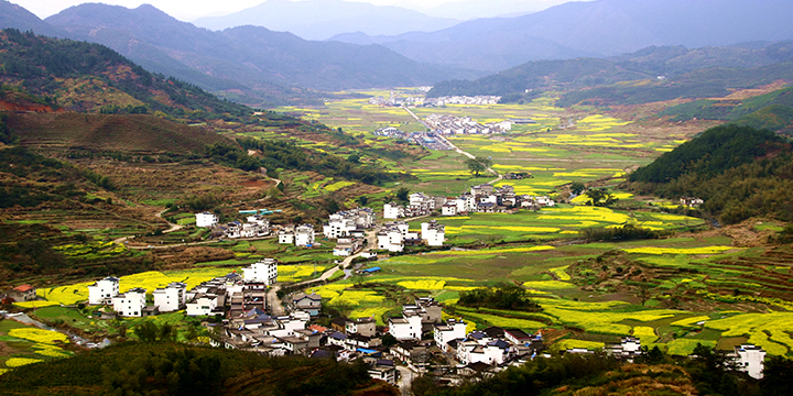Photography Tips for Rape Flowers in Wuyuan