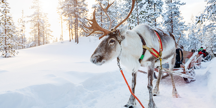 Reindeer Park