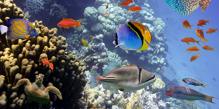 Shanghai Ocean Aquarium