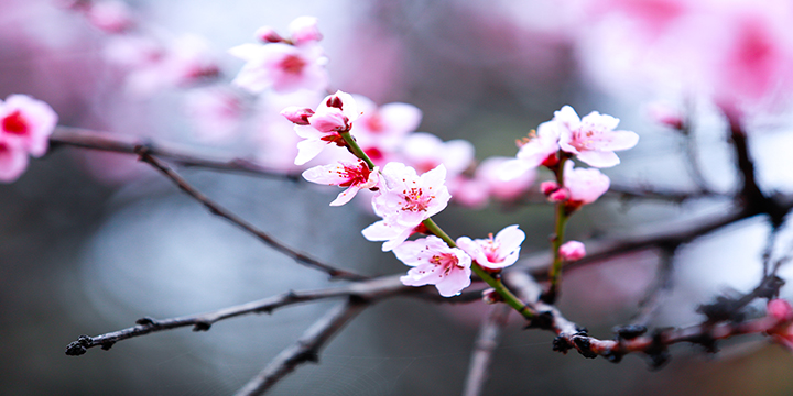 Photography Tips for Peach Blossoms in Nyingchi